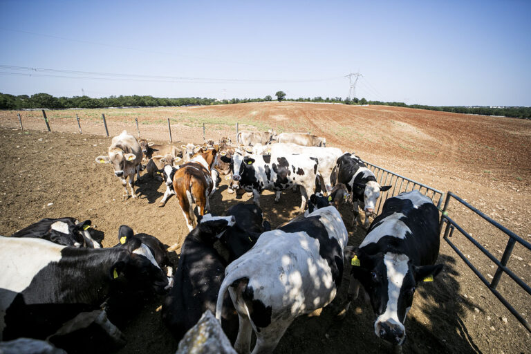 Green Farm Monitilli