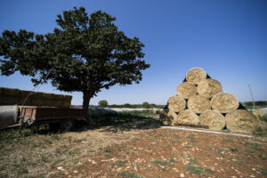 Azienda Agricola Bruna Nuova