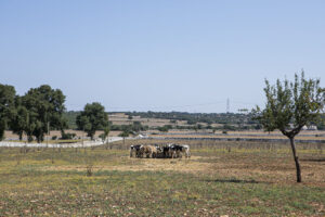 Azienda Agricola Bruna Nuova