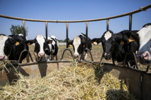 Azienda Agricola Bruna Nuova