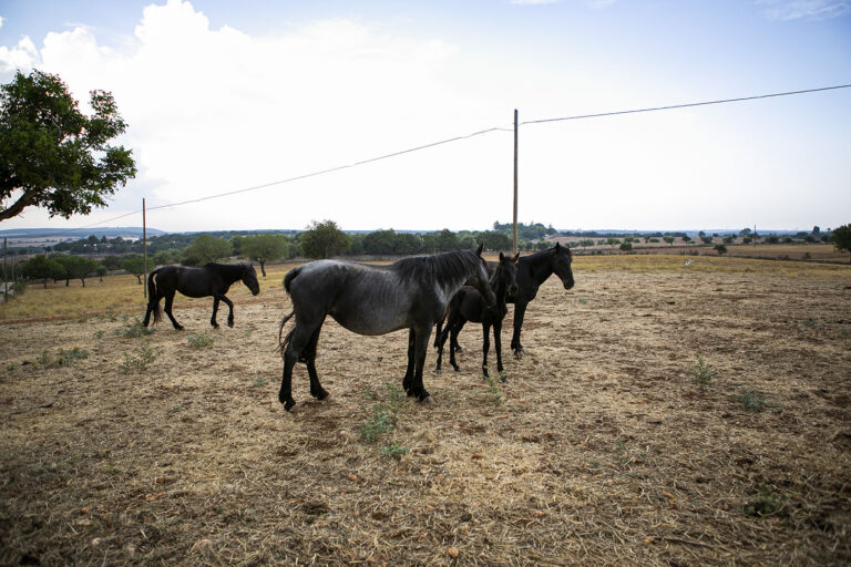 Società Agricola Semplice Lagomila