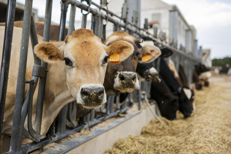 Società Agricola Semplice Lagomila