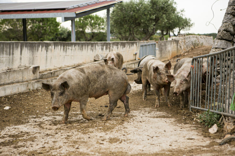 Società Agricola Semplice Lagomila