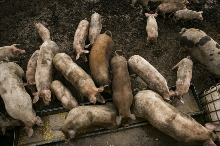 Società Agricola Semplice Lagomila